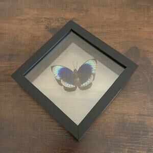 Rare Peruvian Butterfly Agrias Beata Beatifica Framed Shadowbox 6x6"